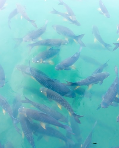 GLOBALG.A.P. Aquaculture