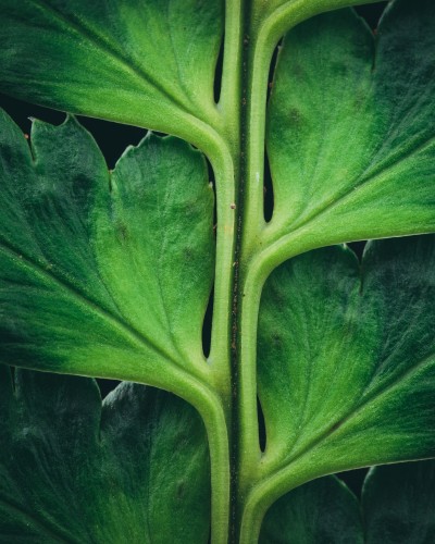 AH-DLL GROW